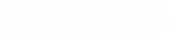 En la zona pewenche de la cordillera de los andes, se encuentran grandes variedades de plantas autóctonas, que crecen naturalmente, sin la intervención del hombre, y poseen cualidades nutritivas y medicinales únicas. 